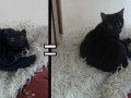 Magiczny kot