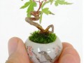Malutkie bonsai