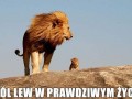 Simba i mufasa