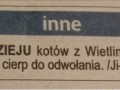 Złodzieju kotów z wietlina bądź przeklęty