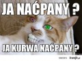 Naćpany kociak