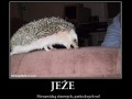 Estetyczne jeże