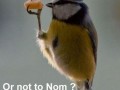 To nom or not to nom
