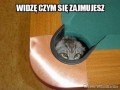 Kot cie widzi