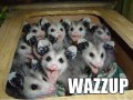 Wazzzzzzup