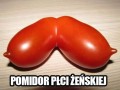 Pomidor