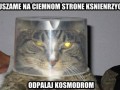Kot po ciemnej stronie księżyca