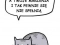 Pozytywny kotek