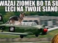 Leci na siano
