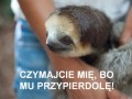 Leniwce to złe stworzenia