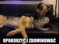 Upokorzyć i 