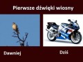 Pierwsze dźwięki wiosny