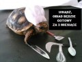 Obiad prawie gotowy