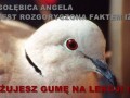 Gołębica angela