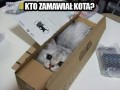 Kto zamawiał kota