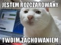 Kot patrzy