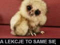 A lekcje to same sie odrobia