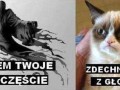 Dementor i grumpy cat