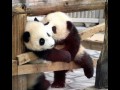 Pandabuziak