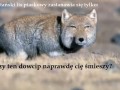 Tybetański lis piaskowy