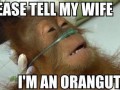 Orangutan