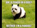 Pandog