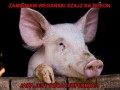 Zamieniam wegański szajz
