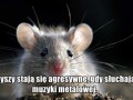 Wariaty