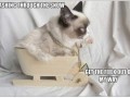 Grumpy cat 5