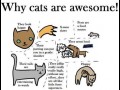 Whycats
