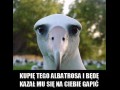 Masz przeane