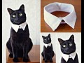 Kot może być elegancki