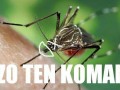Czo ten komar