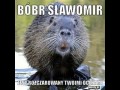 Bober