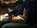 Playercat