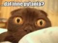 Dał inne pytania