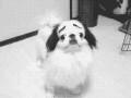 Funnydog
