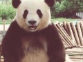 Panda wita