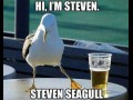 Seagull