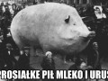 Prosiałke pił mleko