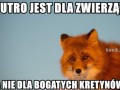Stop zabijaniu lisków i innych zwierzątek
