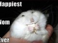 Nomnom