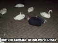 Będzie z niego łabędź
