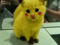Pikaczu kcat