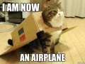 Airplane cat