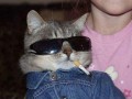 Koci swag