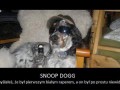 Snoop dogg