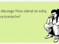 Noe spieprzył