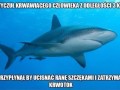 Good guy shark