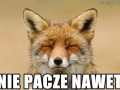 Nie pacze nawet
